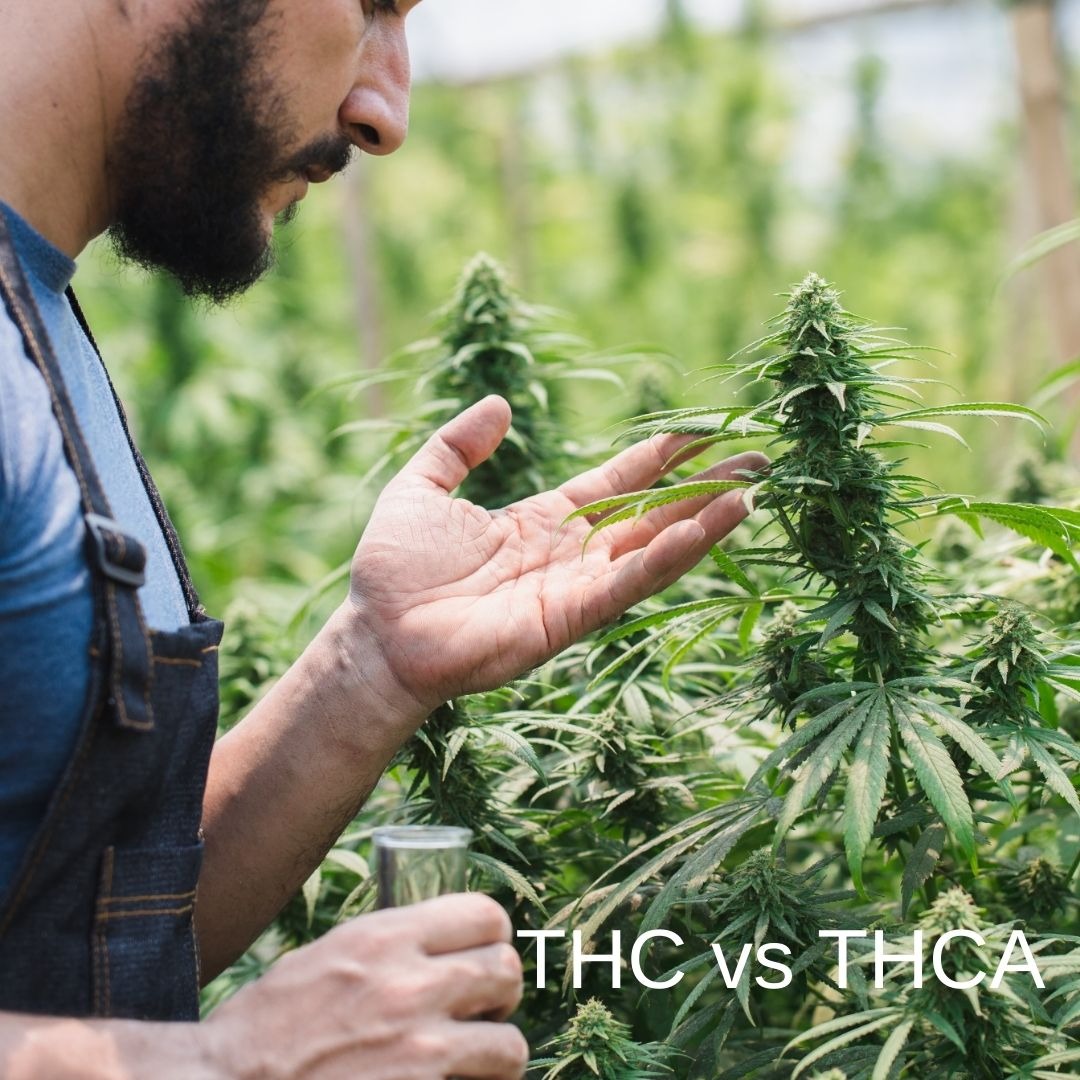 THC vs THCA