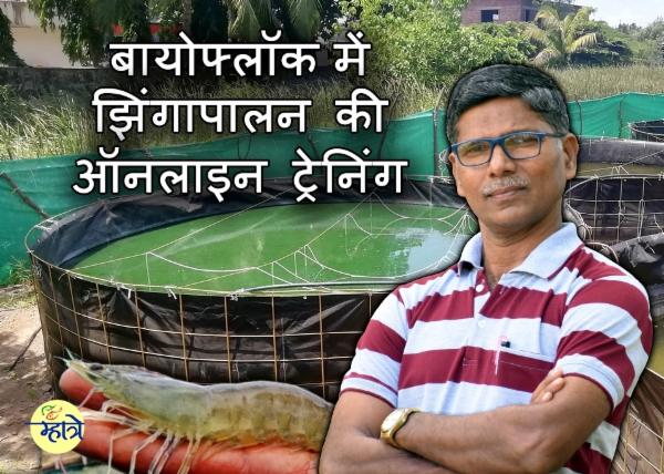 बायोफ्लॉक में झिंगा और मछली पालन cover