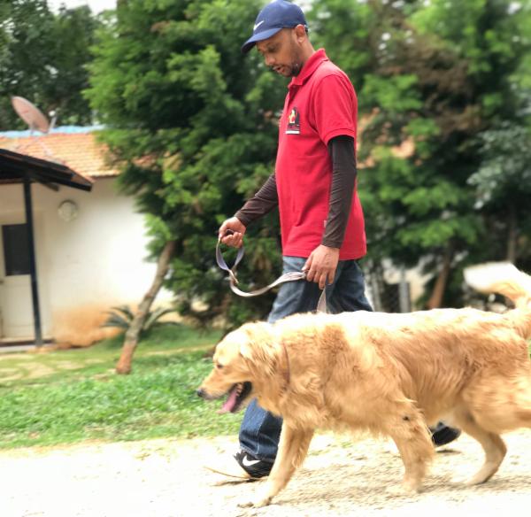 How do I teach my dog to walk on leash without pulling? cover