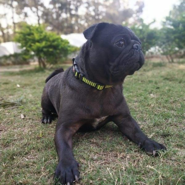 How to teach your dog 'Down' command cover