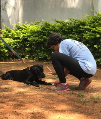 How to teach your dog to 'Stay' cover