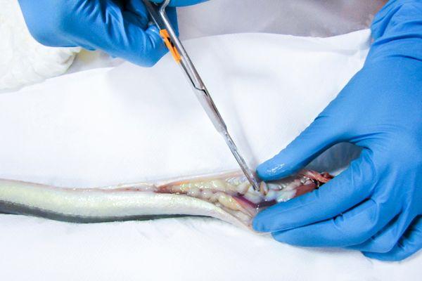 Virtual disection of fish: certification cover