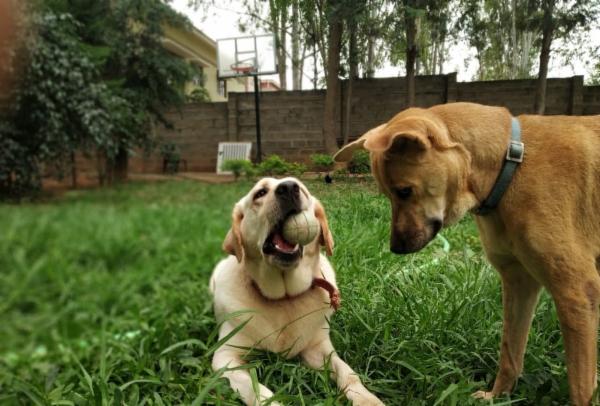 How to teach your dog 'Drop It' & 'Fetch' cover