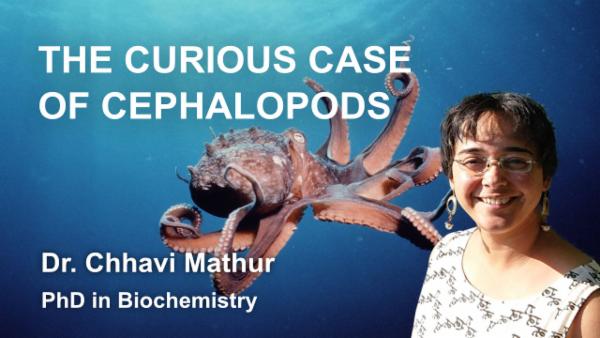 The Curious Case of Cephalopods cover