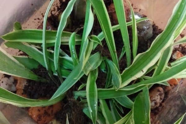 Replay - Learn to Make Terrariums cover