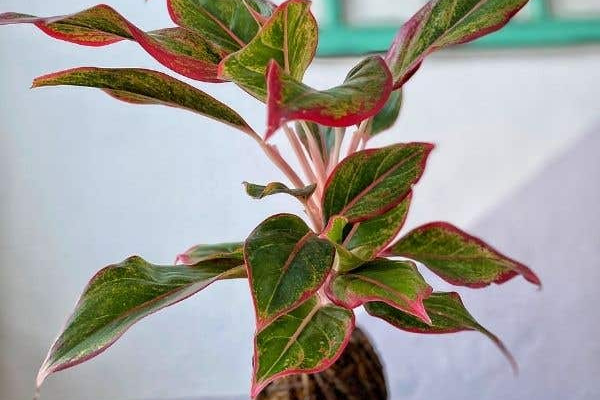 Replay - Kokedama cover