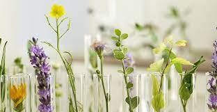 Identification of novel compound from plants and its effect against deadly disease cover