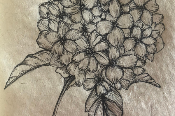 Replay - Botanical Illustration : Draw Hydrangea cover
