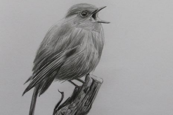 Replay - Learn to sketch a Photorealistic Bird cover