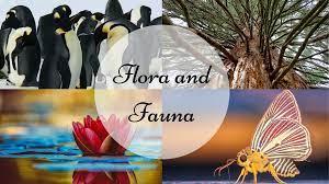 Environmental Effect on Fauna and Flora cover
