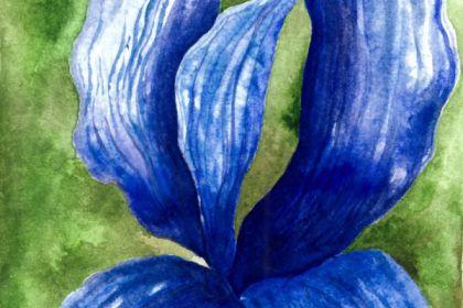 Recording - Loose Watercolor Iris Making cover