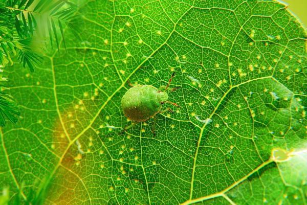 Diseases of Plants / पौधों के रोग cover