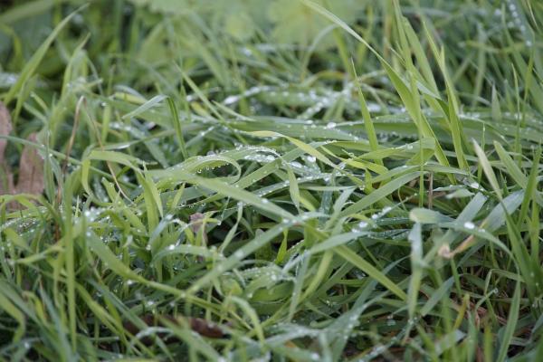 Weedicides / खरपतवारनाशी cover