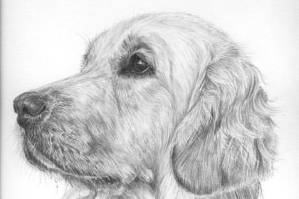 Recording - Learn to sketch a Photorealistic Puppy cover
