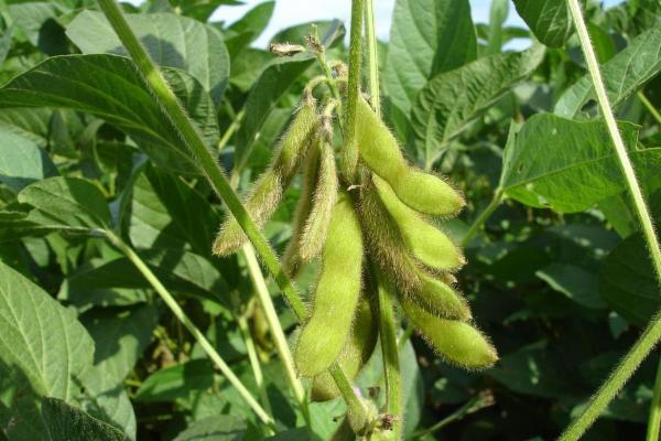 Diseases of Soybean / सोयाबीन रोग cover