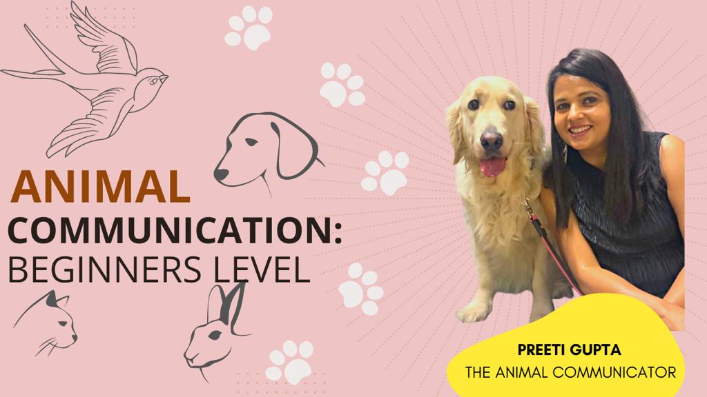 Animal Communication - Beginners Level cover