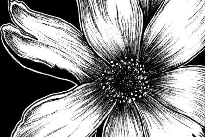 Recording - Ink Illustration: Peony Plant cover