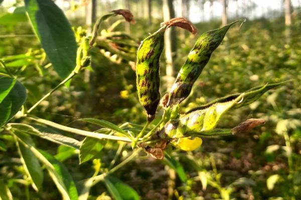 Diseases of Toor Daal / अरहर के रोग (तूर दाल) cover