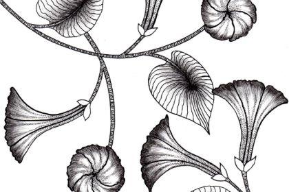 Recording - Doodle Floral Patterns cover