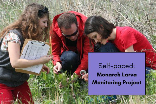 Monarch Larva Monitoring Project (self-paced) cover