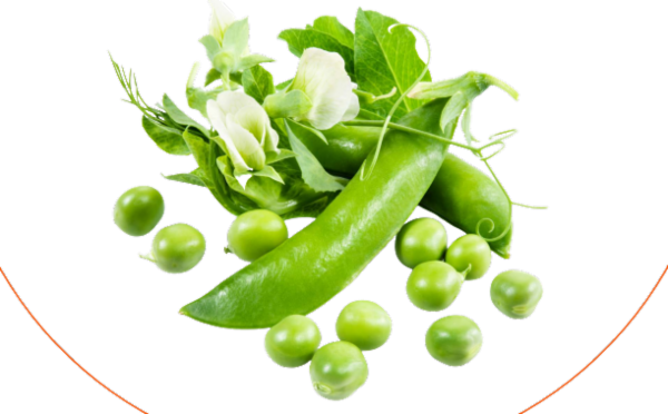 IGCSE Biology (0610) cover