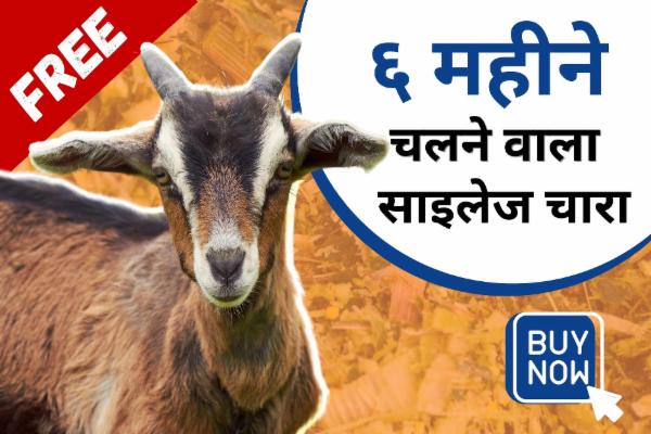 बकरी पालन - साइलेज तकनीक cover