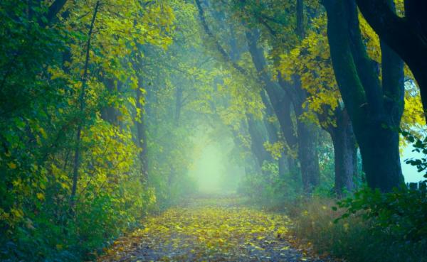 Discover Your True Self cover