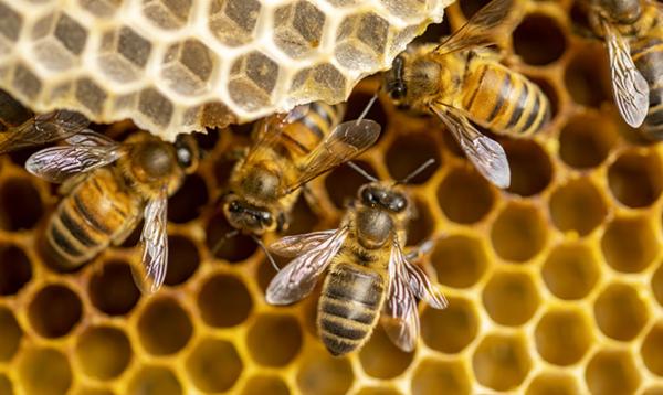 Lessons from Nature cover