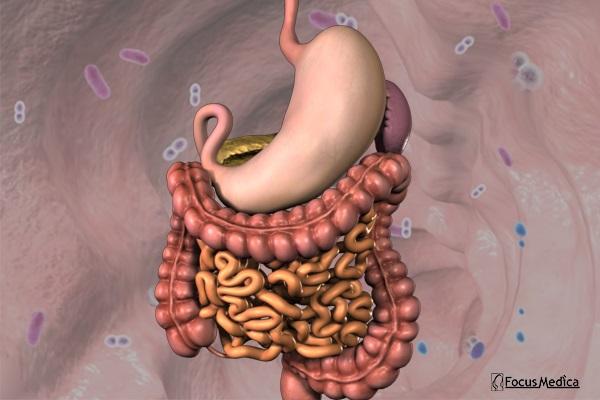Animated Atlas of Gastroenterology cover