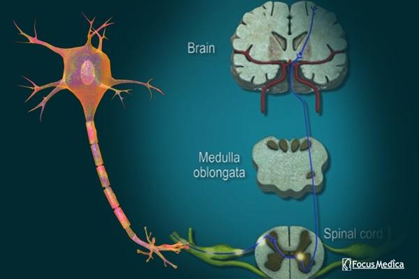 Animated Atlas of Nociceptive Pain cover