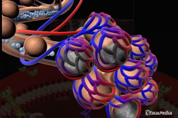 Animated Atlas of COPD cover