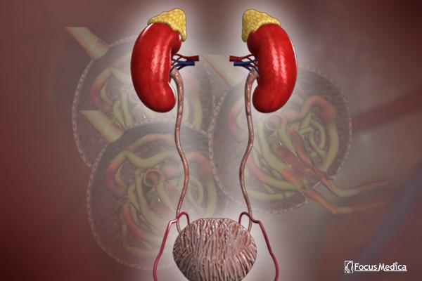 Animated Atlas of Chronic Kidney Disease cover