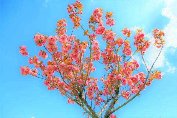 Exploring the True Self through Kabir's Poetic Wisdom cover