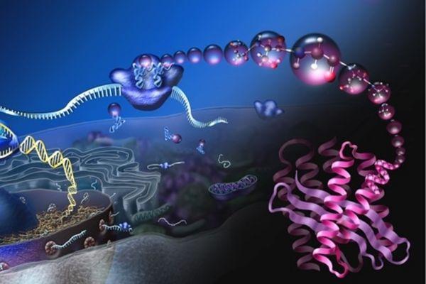 Molecular Biology & Chromatography Course cover