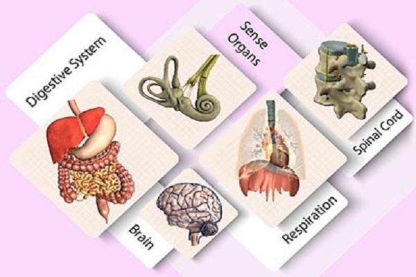 Anatomy and Physiology cover