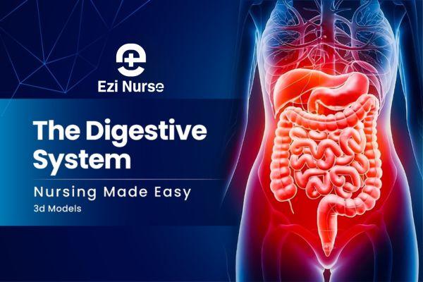 Digestive System cover