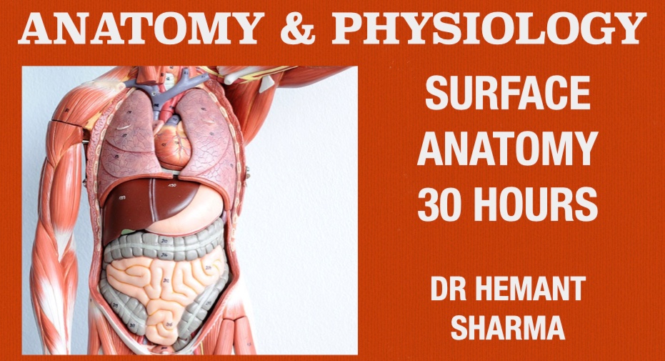 Surface Anatomy (30 Hours) cover