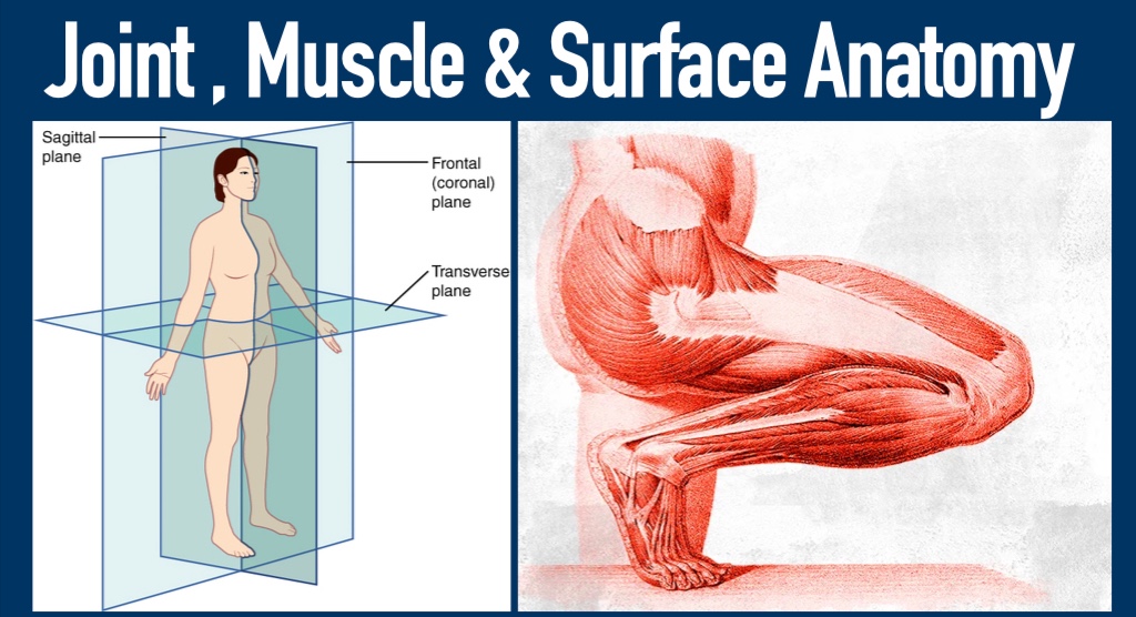 Joint, Muscle & Surface Anatomy cover