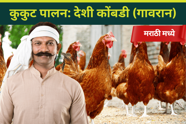 कुकुटपालन: देशी कोंबडी ऑनलाइन ट्रेनिंग cover