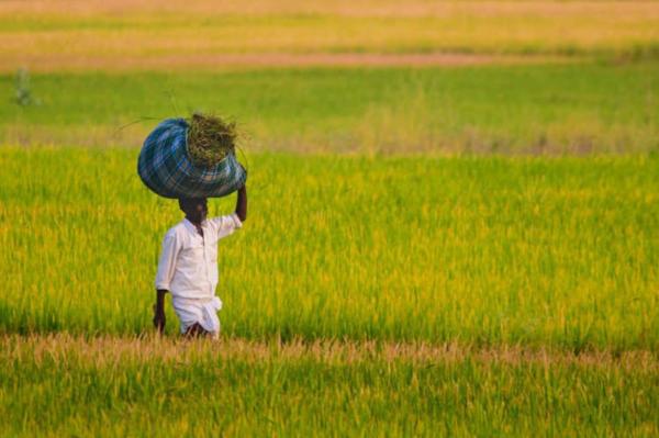 Better Reporting On Food And Agriculture cover