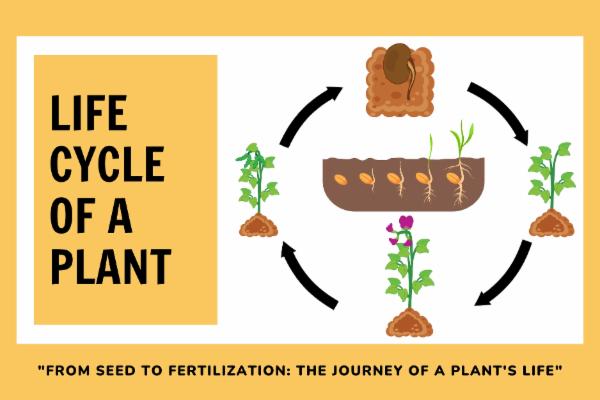 Life Cycle of a Plant cover