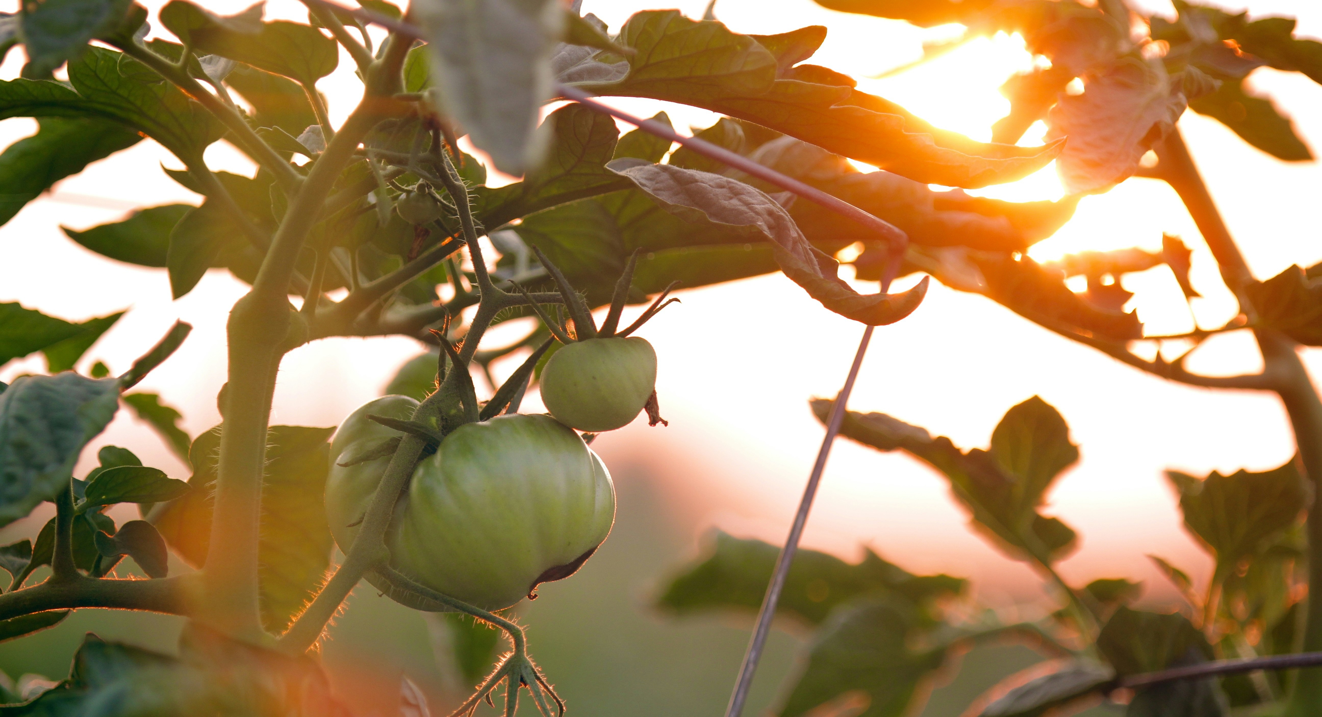 Solar Dryer Processing and Packing for Fruits and Vegetables cover