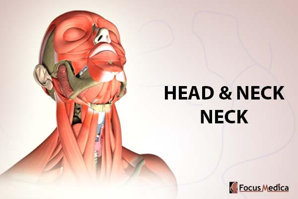 Head and Neck - Neck cover