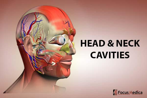 Head and Neck - Cavities cover