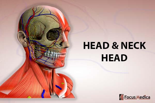 Head and Neck - Head cover