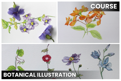 Botanical Illustration using Ink and Wash technique cover