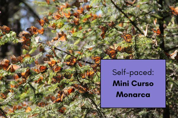 Mini Curso Monarca en espanol cover