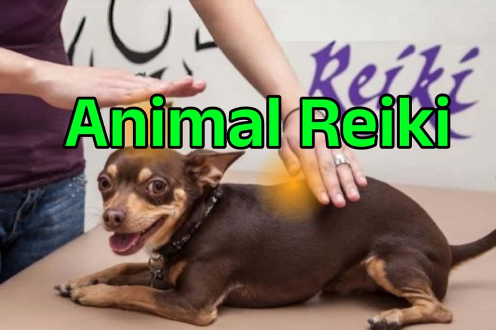 Animal Reiki cover