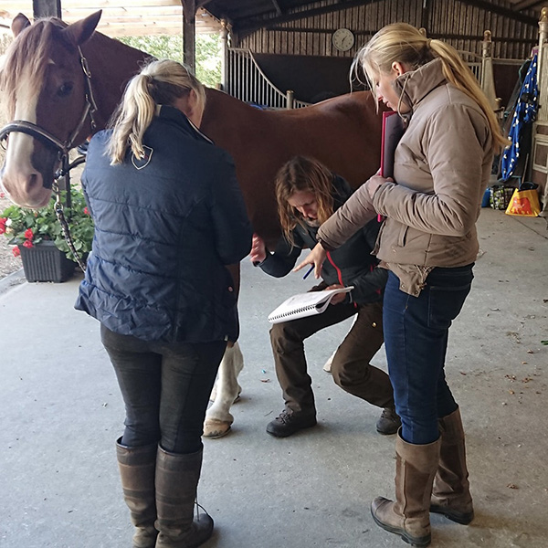 Equine Meridian Theory cover