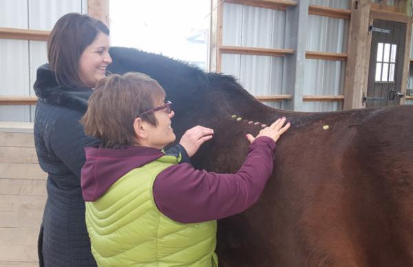 Equine Acupoint Classifications cover